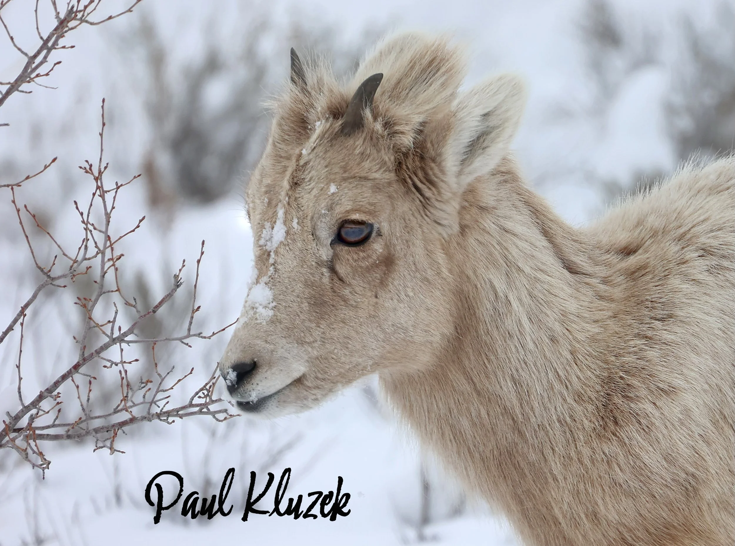 Close-up of a light-colored mountain goat or ibex in snowy landscape, with branches nearby and snow on its face. The name 'Paul Kluzek' is written at the bottom.
