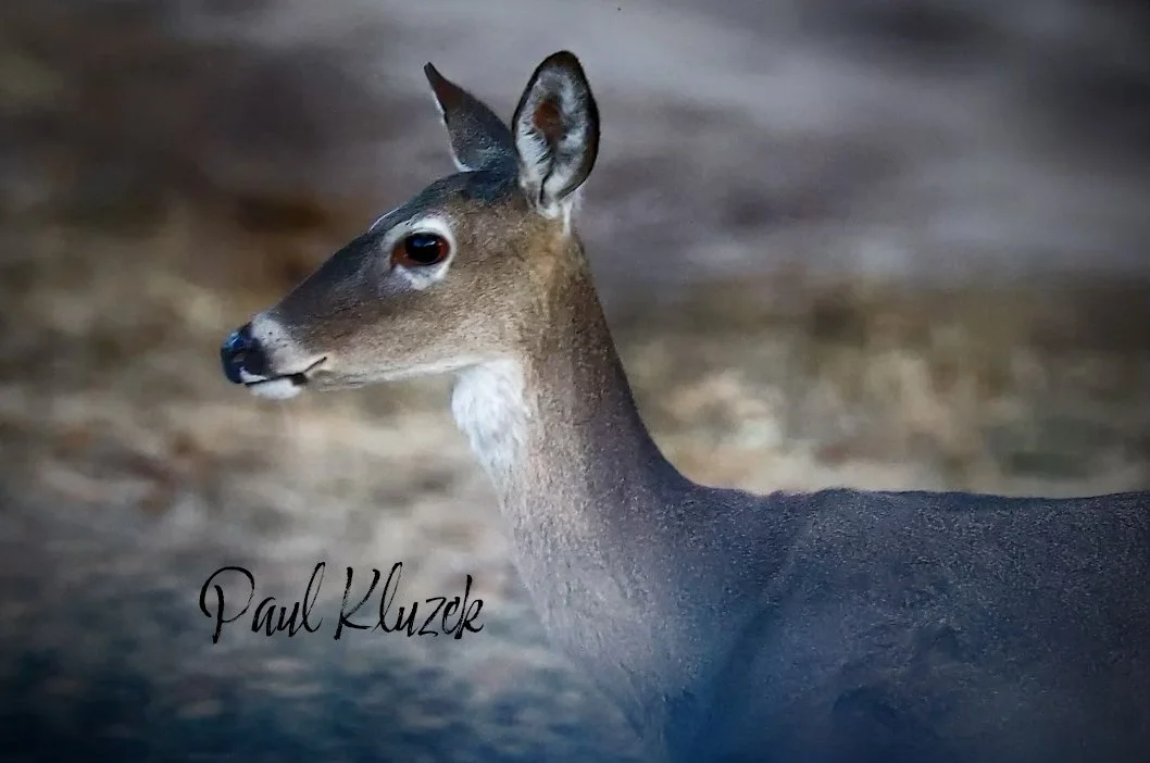 A deer with a brown body and white throat standing on a dirt ground in a natural outdoor setting