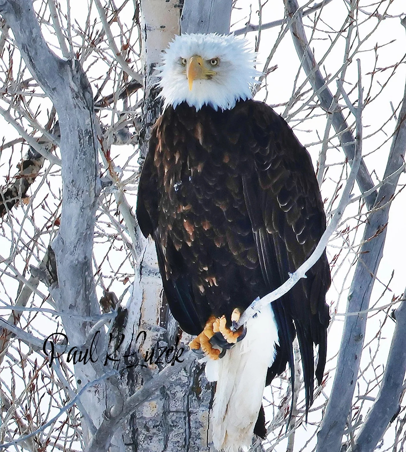 Close-up of a bald eagle perched on a tree branch, with a white head, yellow beak, and dark brown body feathers, surrounded by leafless branches in winter.