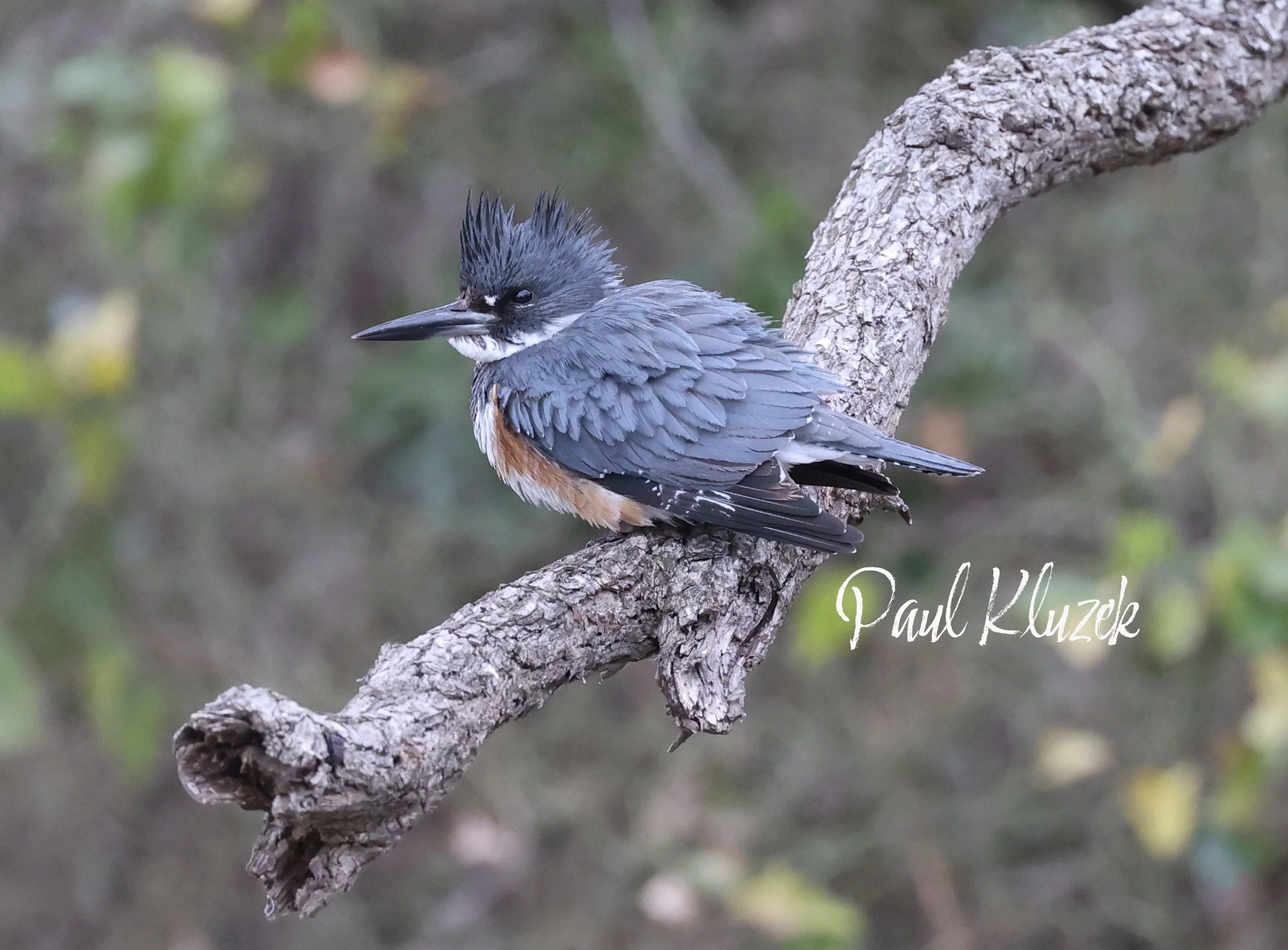 A banded kingfisher perched on a curved, textured tree branch, with a blurred green and brown background.