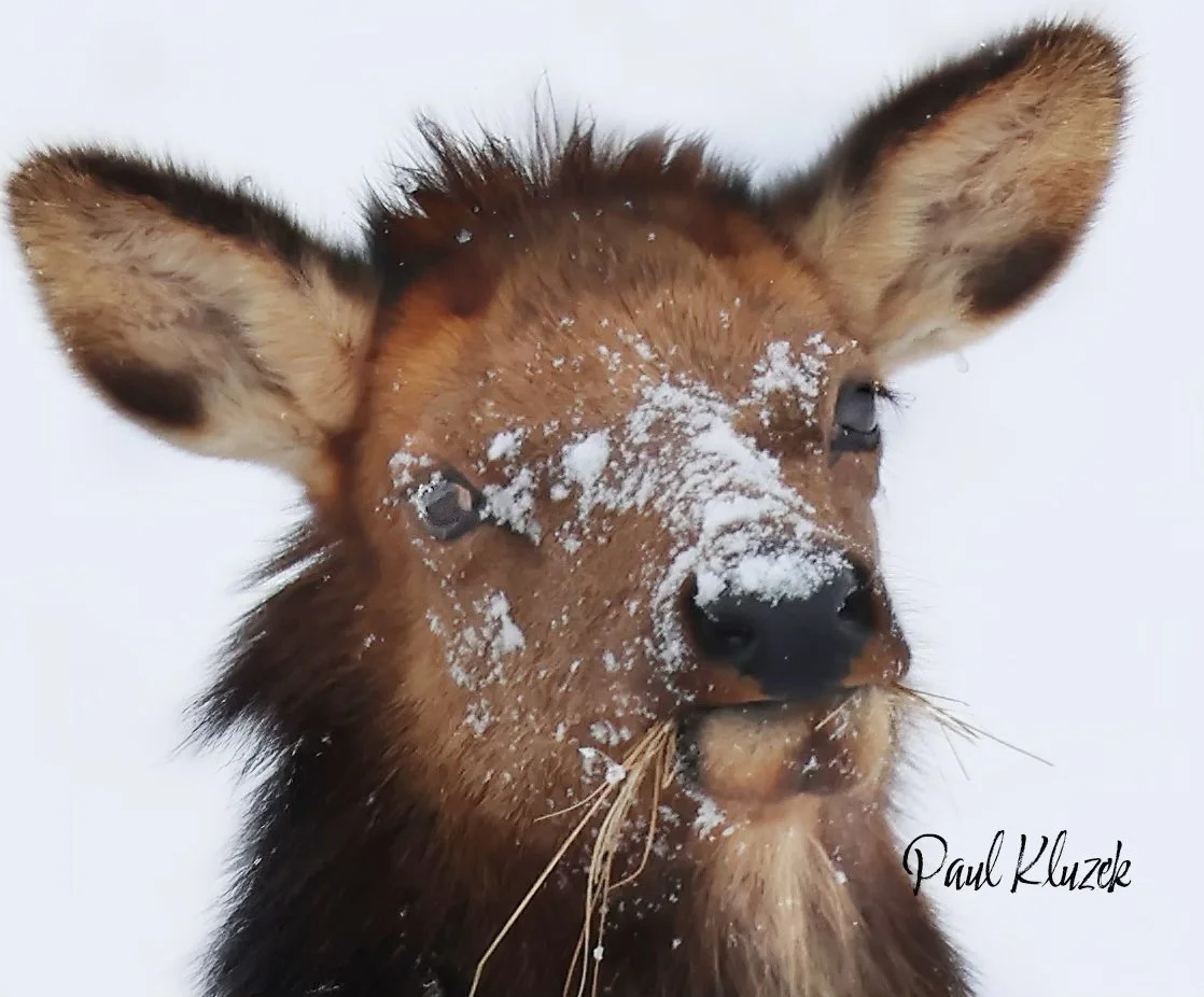 Close-up of a brown dog with snow on its face and nose, in a snowy environment.