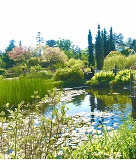 A lush garden with a pond surrounded by green plants and trees, including tall cypress and flowering trees, under a clear blue sky.