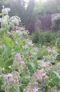 A lush garden with various blooming flowers, green foliage, and a wooden fence in the background.