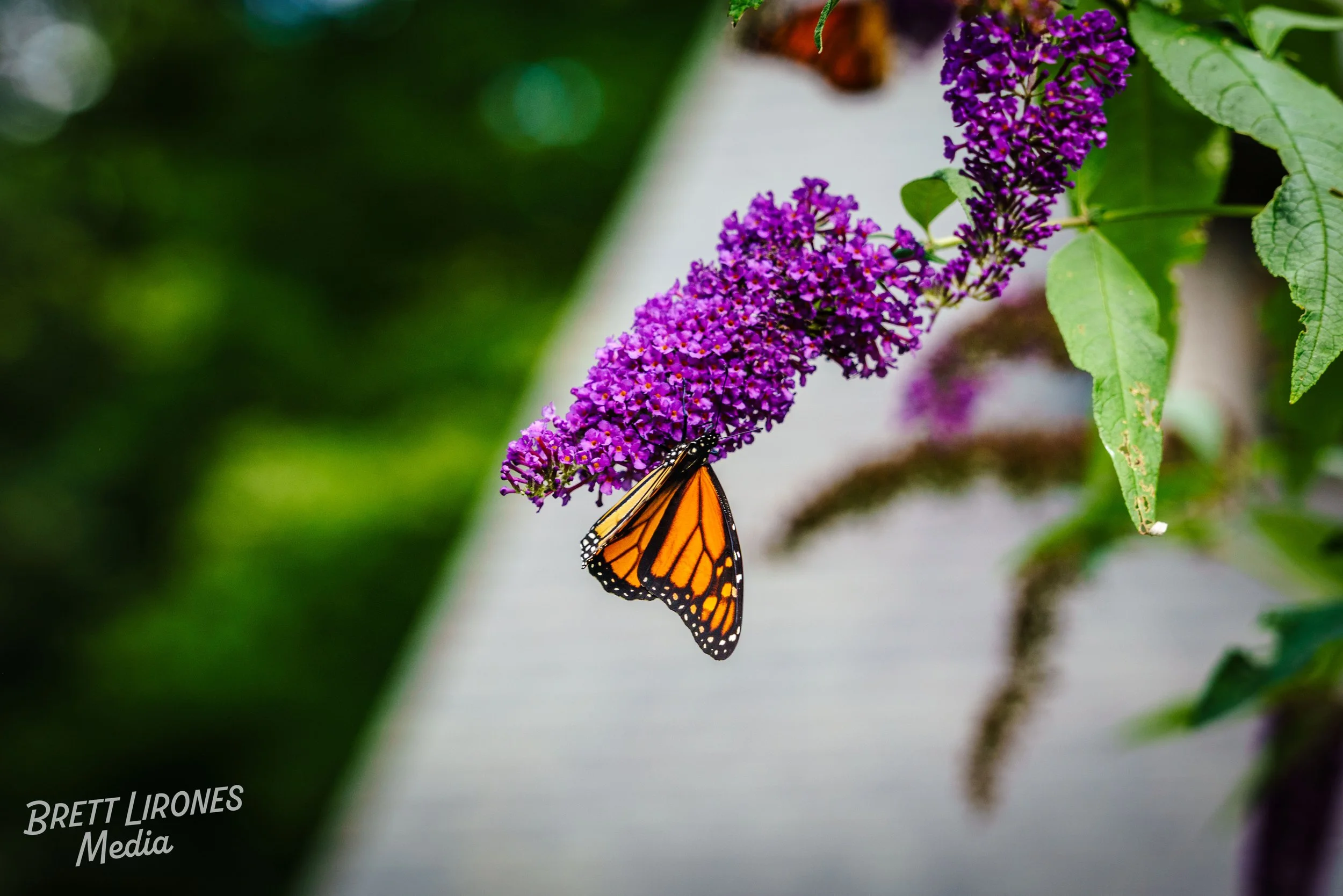 Watermark_web_A7R03074.jpg