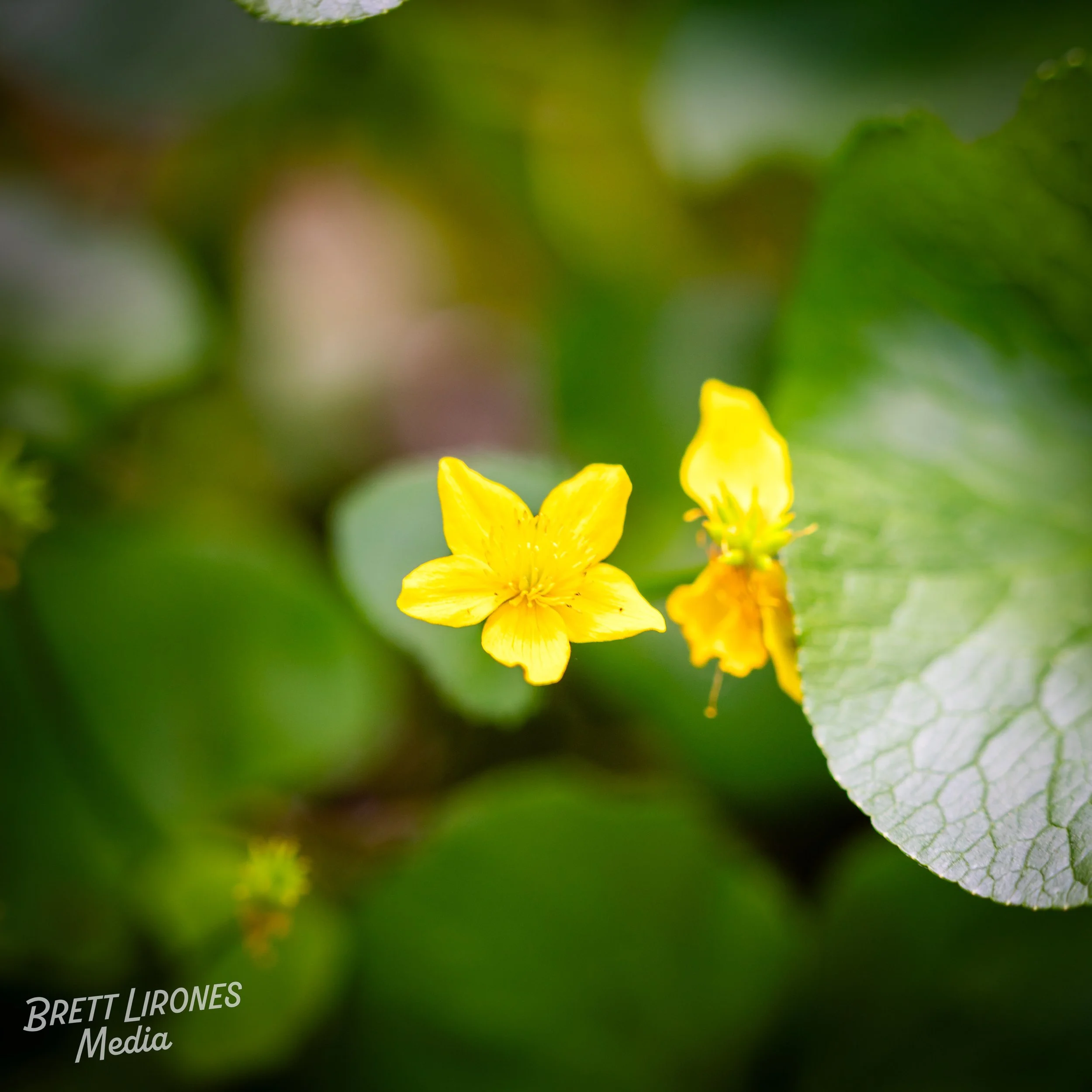 Watermark_web_A7R08333.jpg