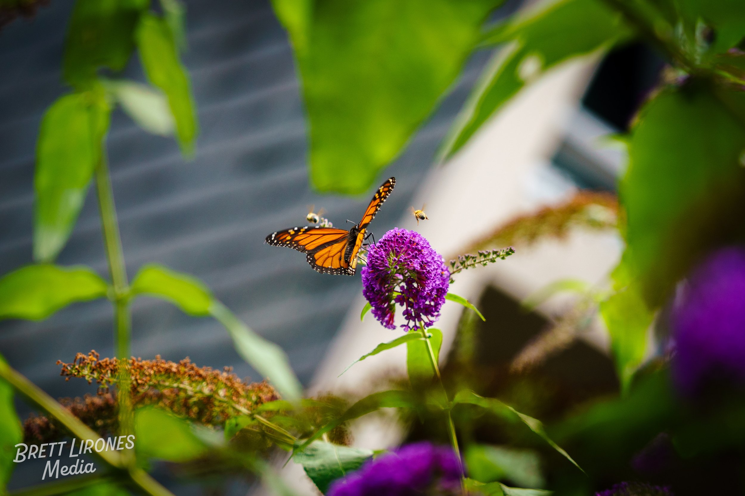 Watermark_web_A7R03042.jpg