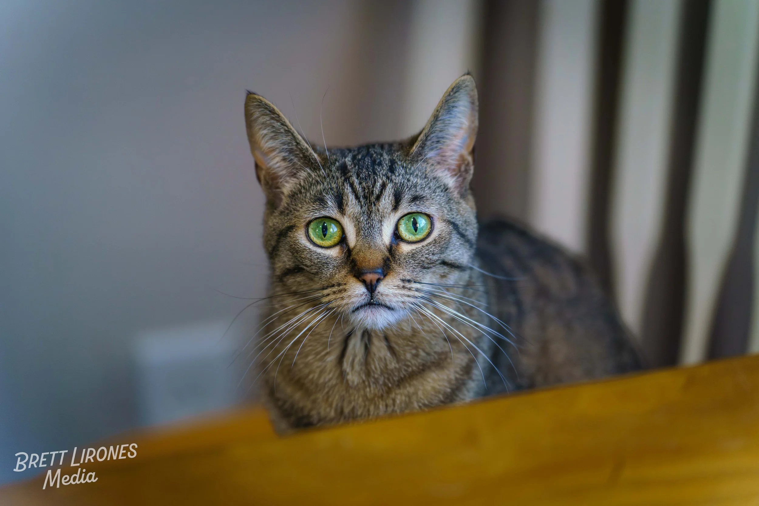 Watermark_web_A7R04742.jpg