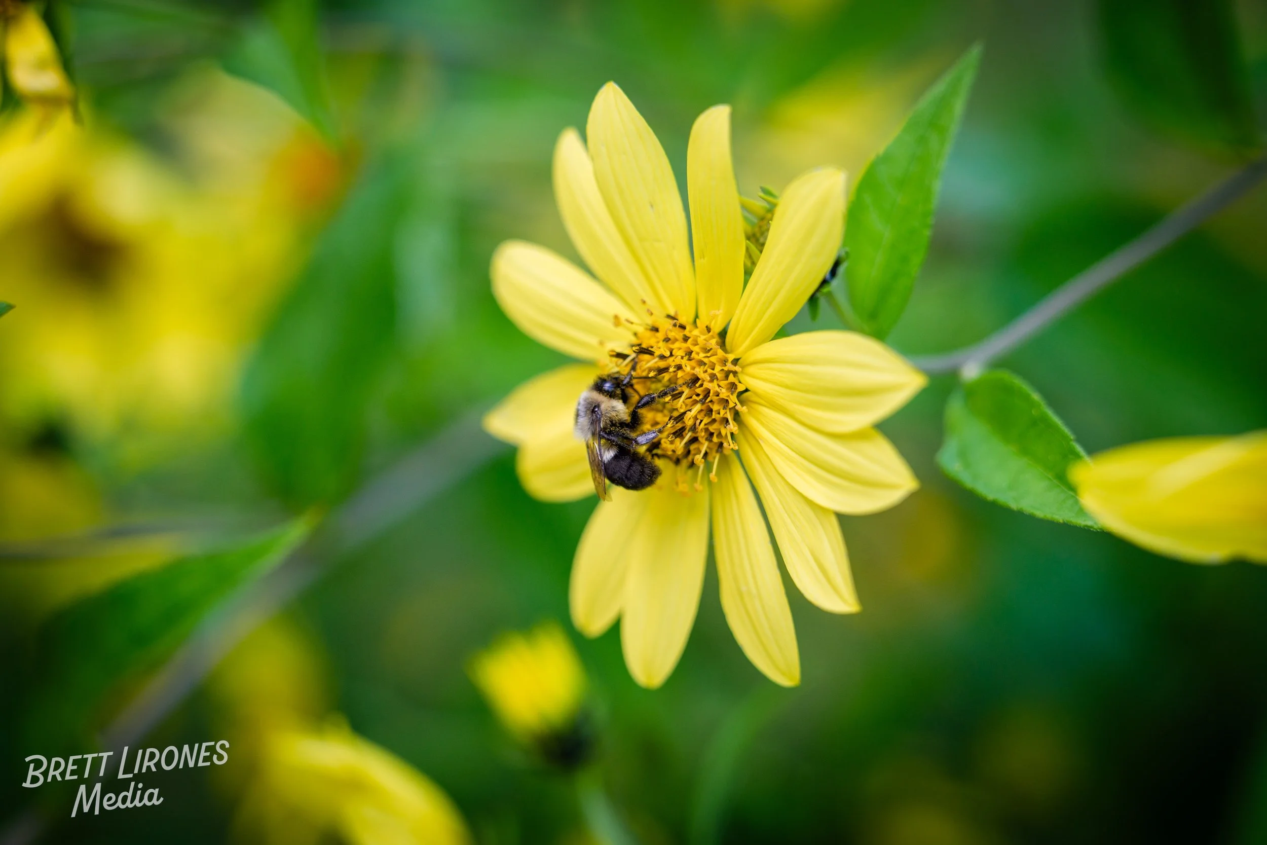 Watermark_web_A9304008.jpg
