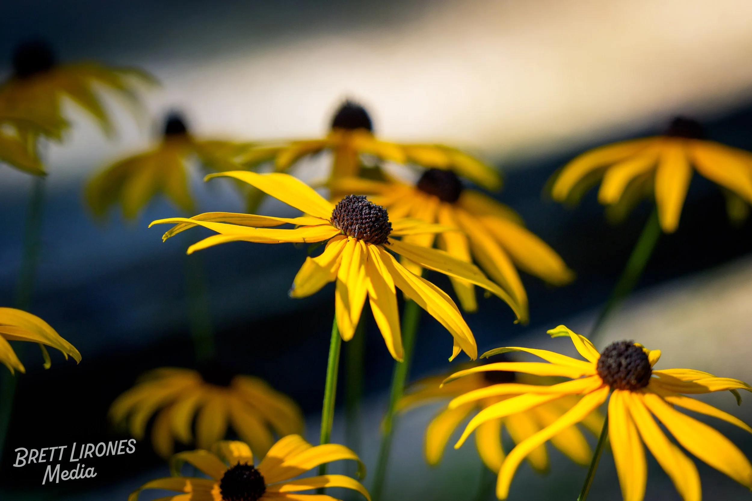 Watermark_web_A9308773.jpg