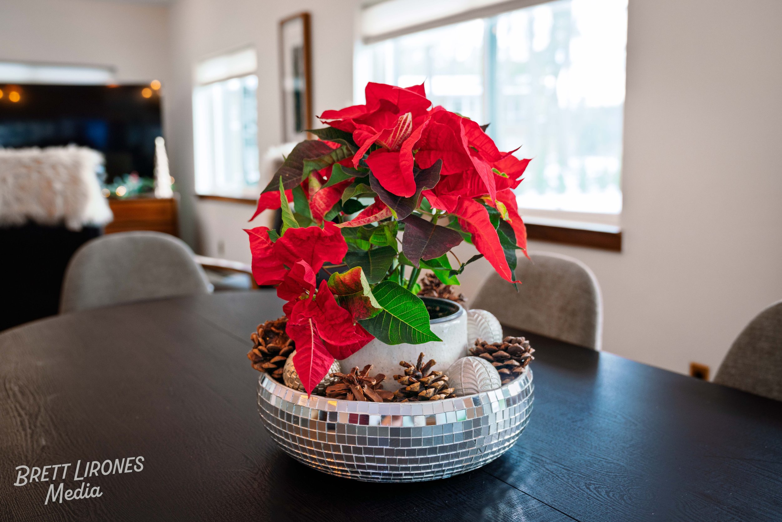 Christmas poinsettia plant in a decorative white ceramic pot surrounded by pinecones and holiday ornaments on a black dining table in a room with windows and framed pictures.