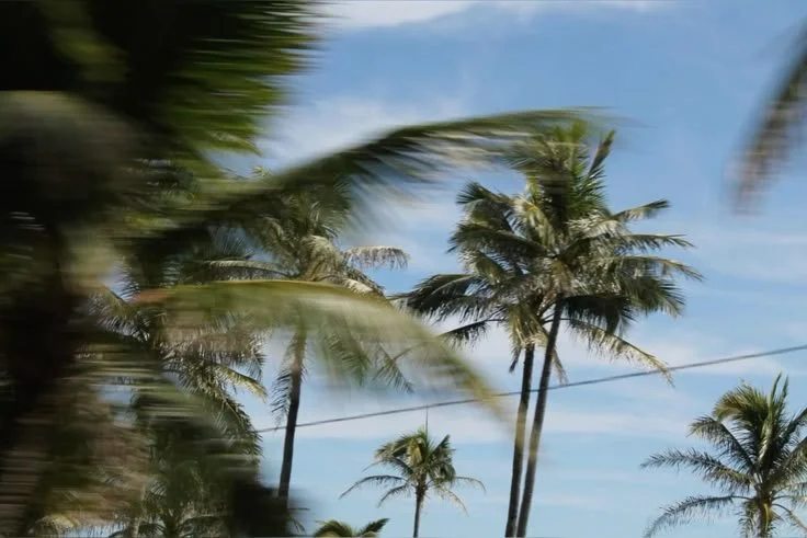 Blurred palm trees against a blue sky with some clouds