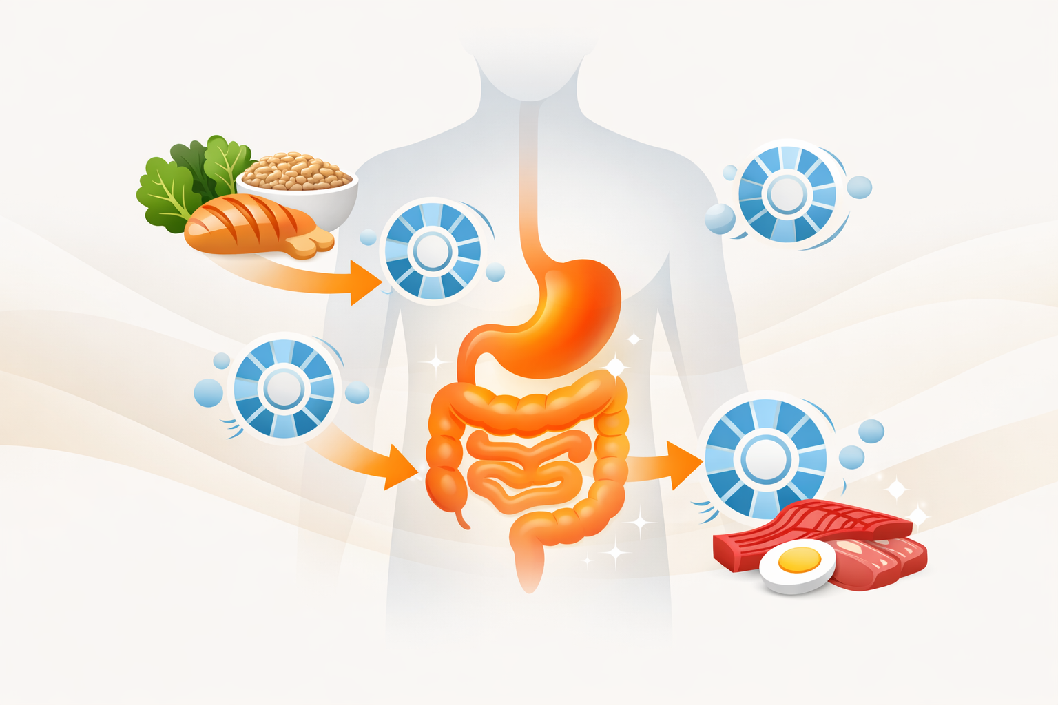 Digestive Support and Enzyme Function