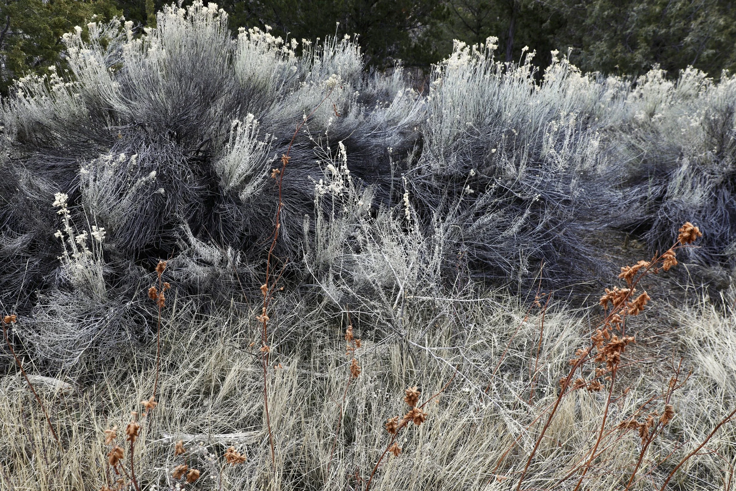 Photo Mar 18 2024, 12 18 46 AM.jpg