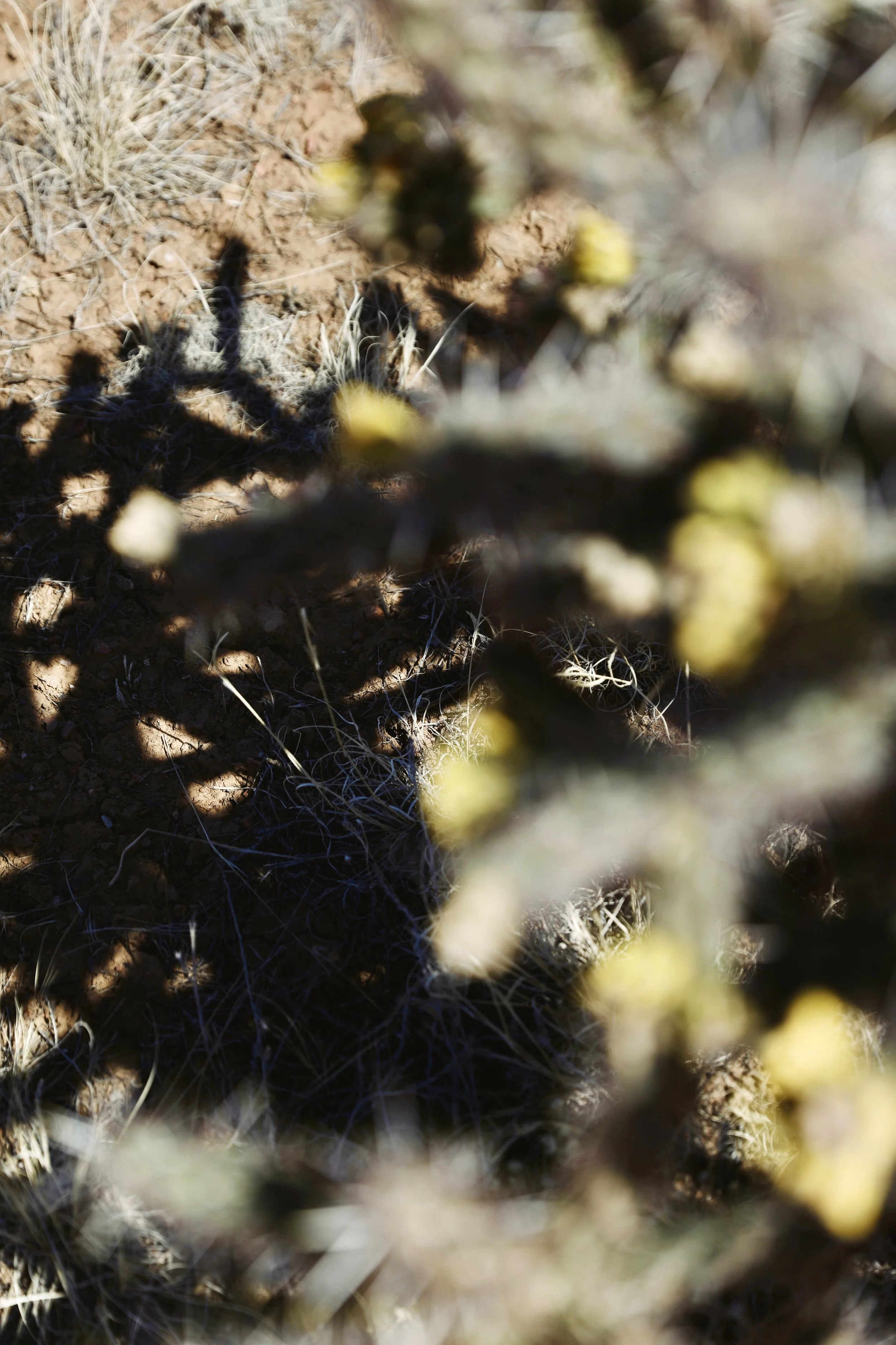 Close-up of desert plants with yellow buds, shadows, and dry soil