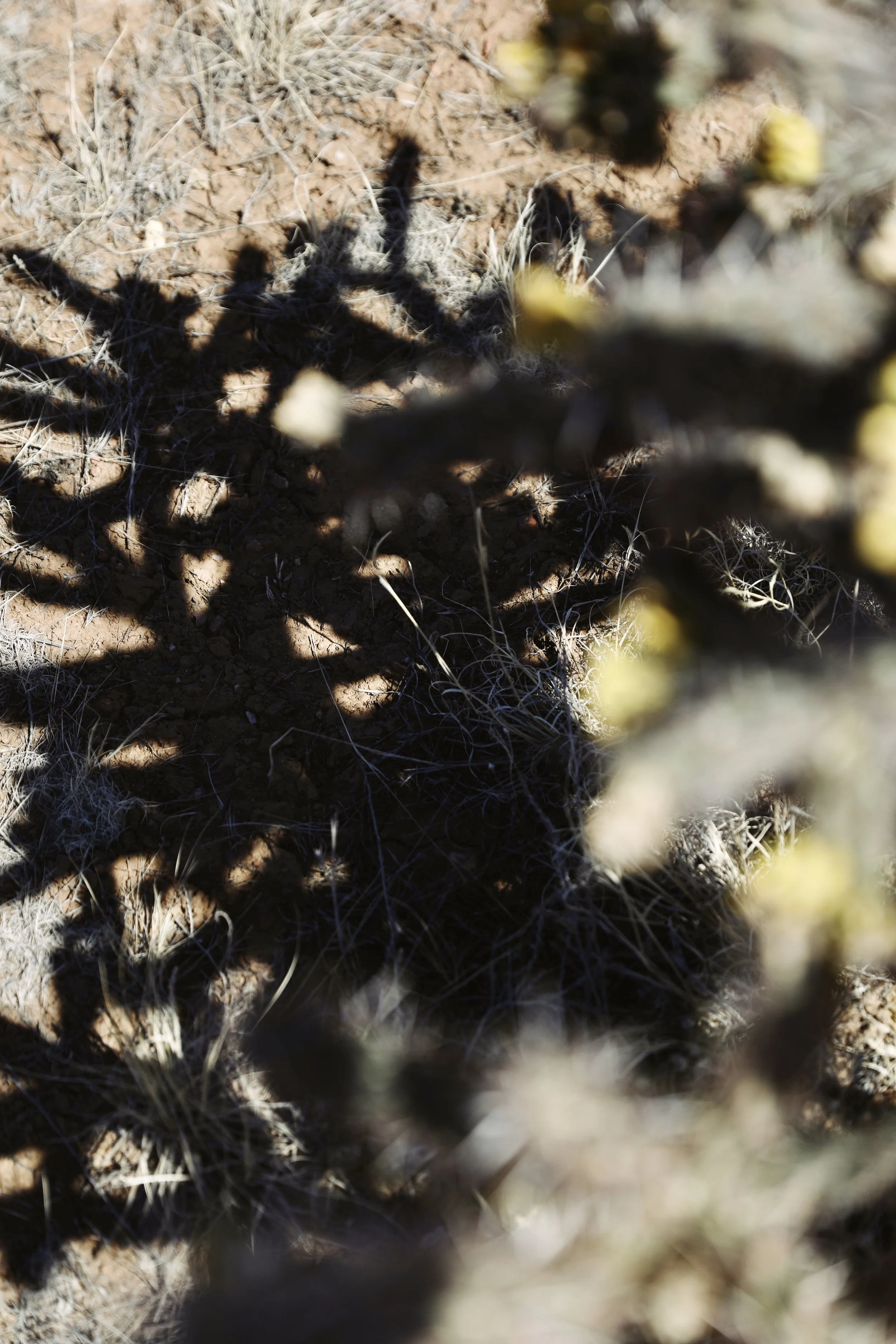 Close-up of a cactus with yellow flowers, casting shadows on the dry ground.