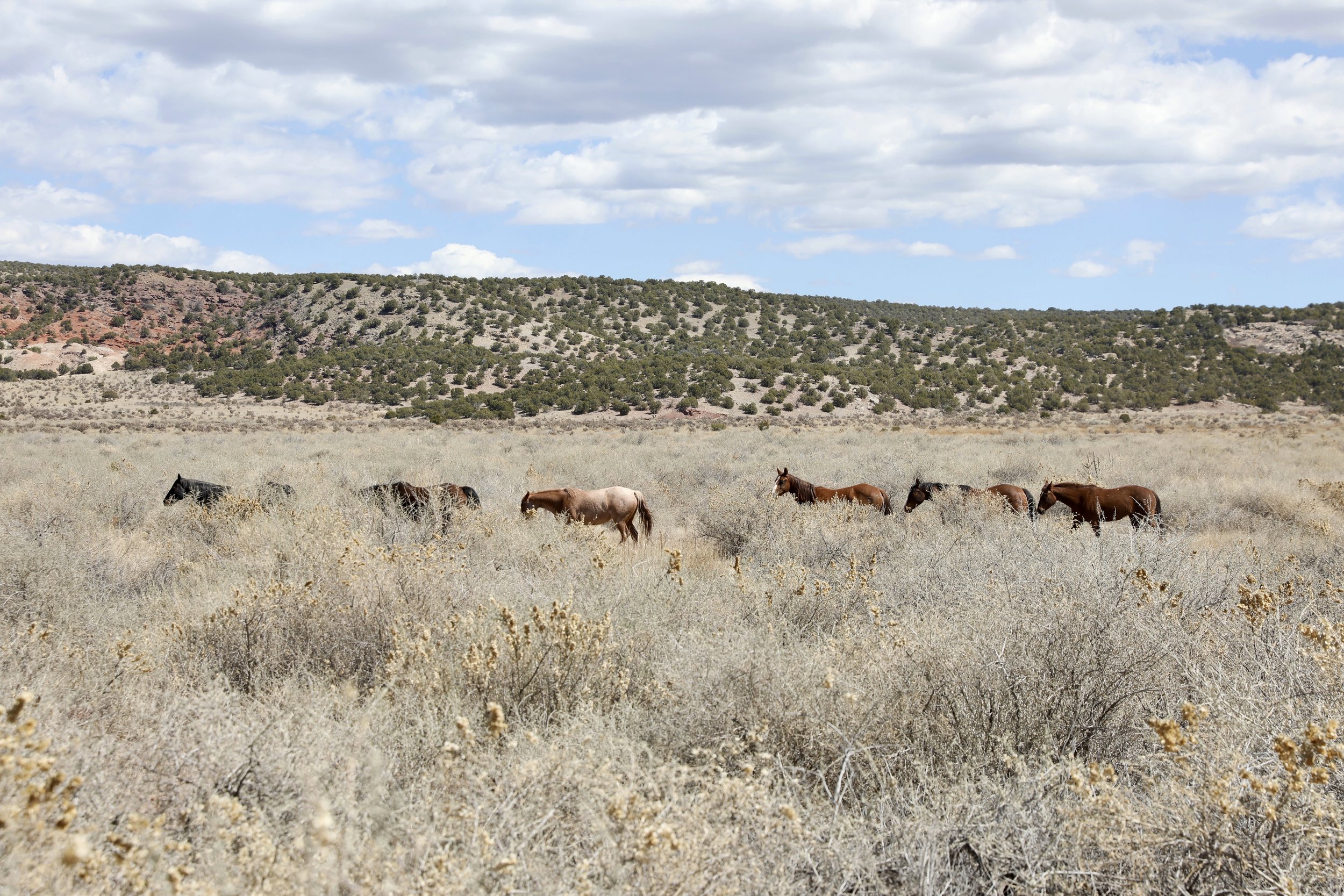 Six horses grazing in a dry, desert-like landscape with sagebrush and a distant hill under a partly cloudy sky.