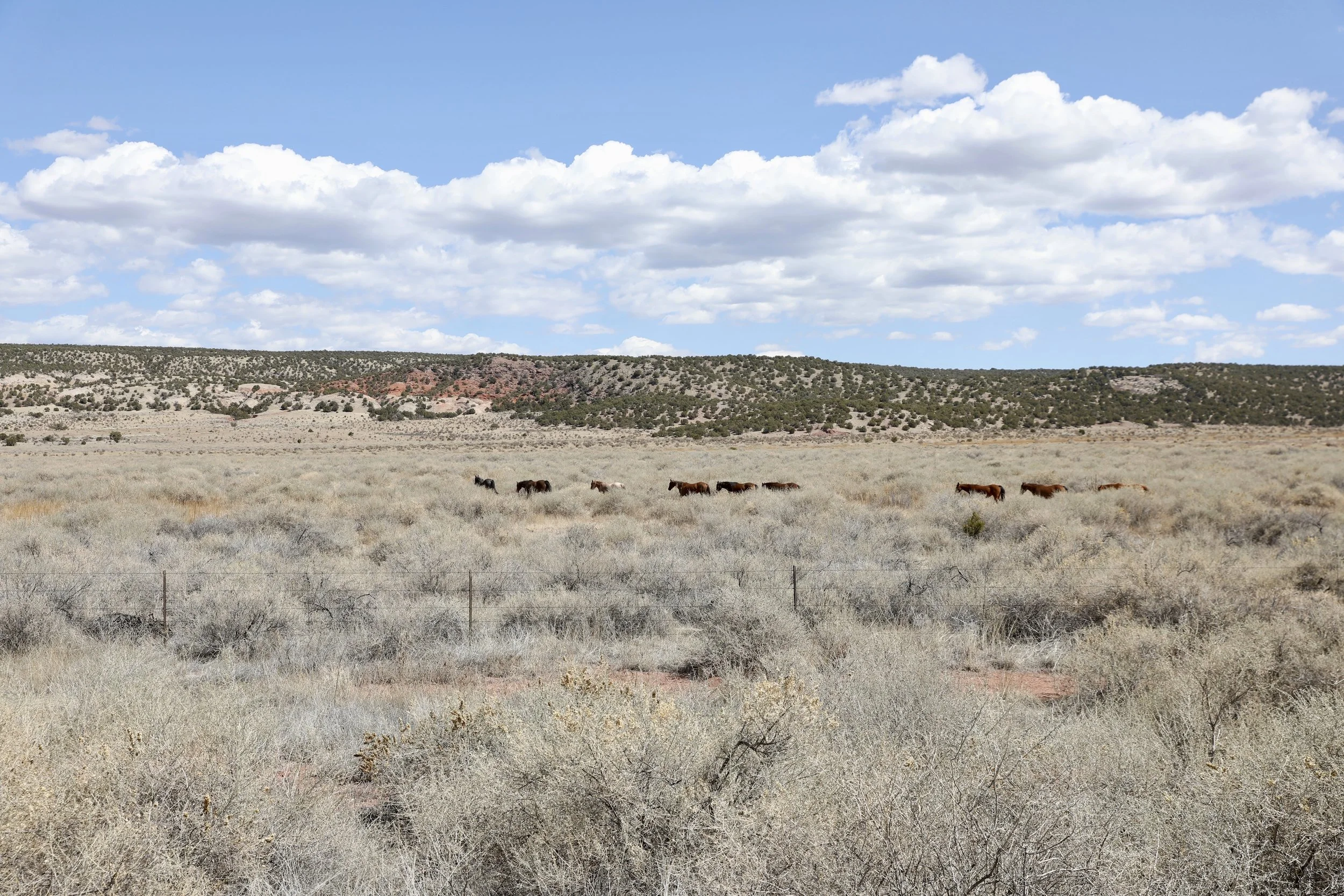 A wide-open desert landscape with dry, pale vegetation and a distant range of hills under a partly cloudy blue sky. A small herd of horses is seen grazing across the open plain.