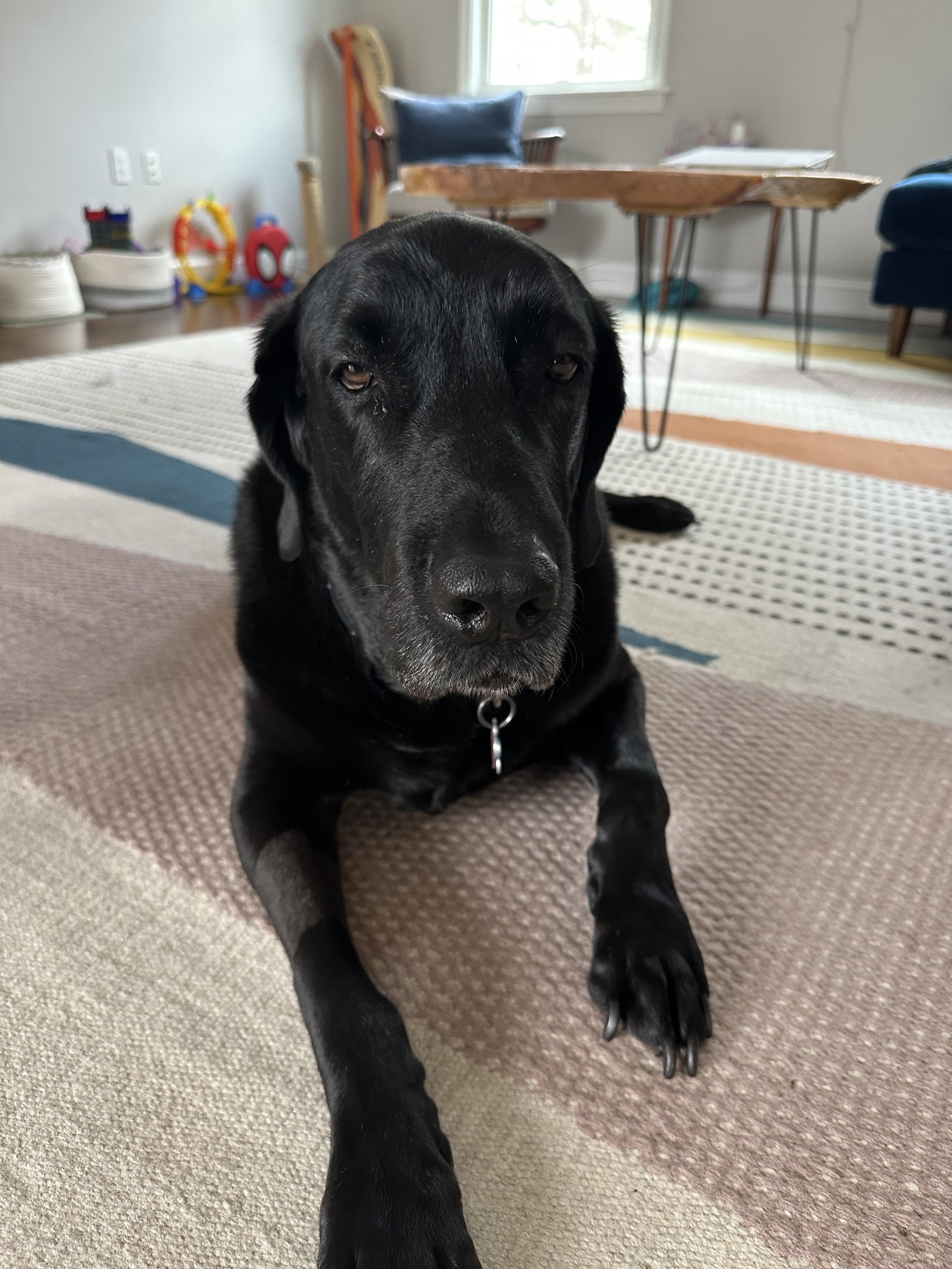 Preparing Your Furry Best Friend for Your New Arrival