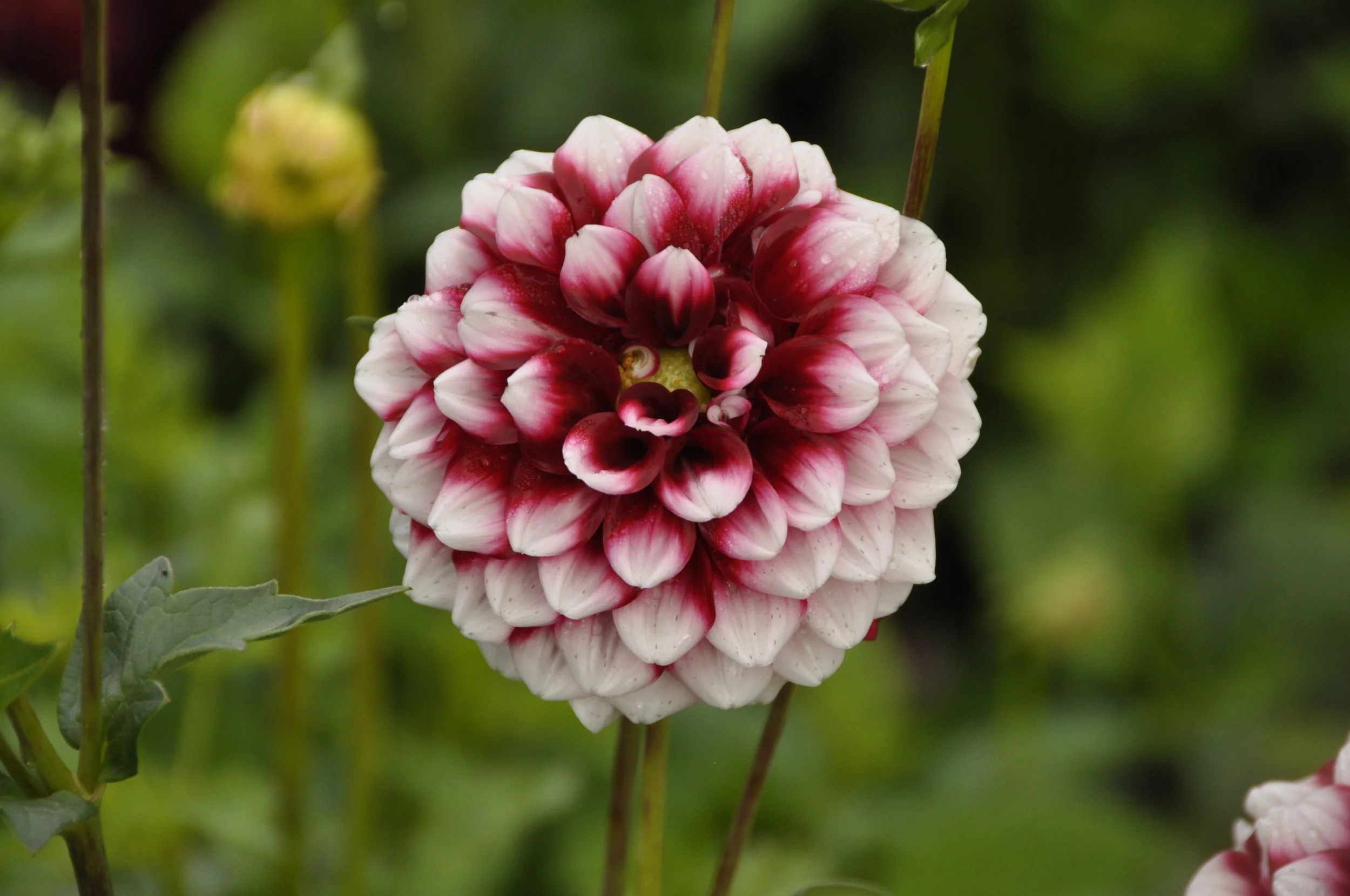 Checkers — Simple Joy Flower Farm
