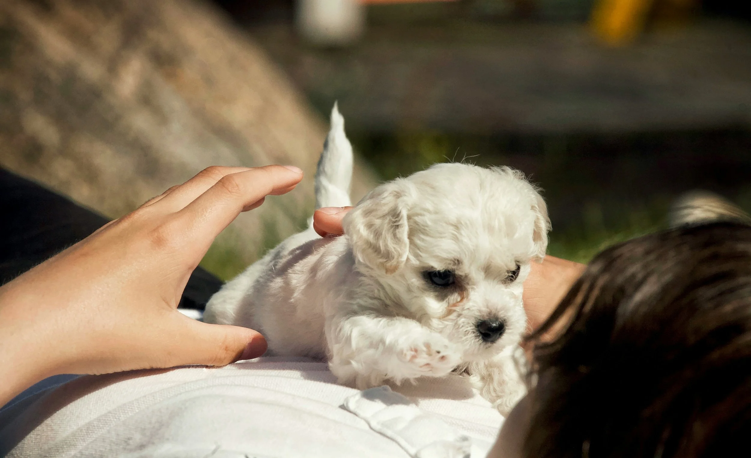 Raising a Puppy Doesn’t Have to Be Hard. Do These Things First.