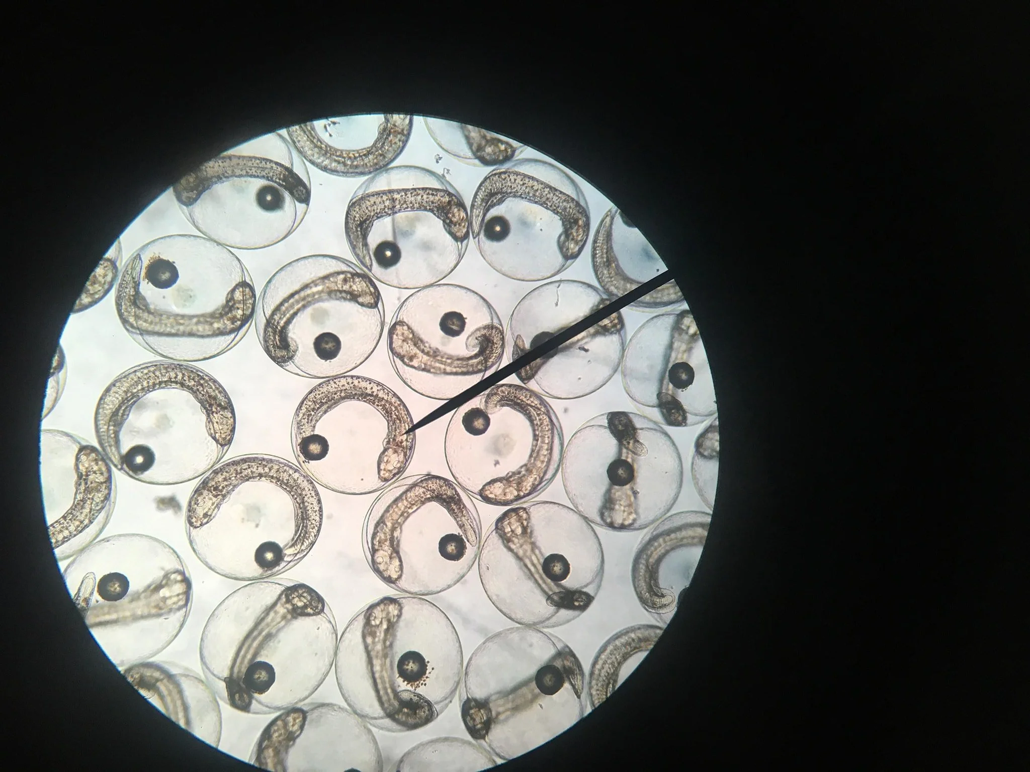 Fertilised eggs beginning to develop