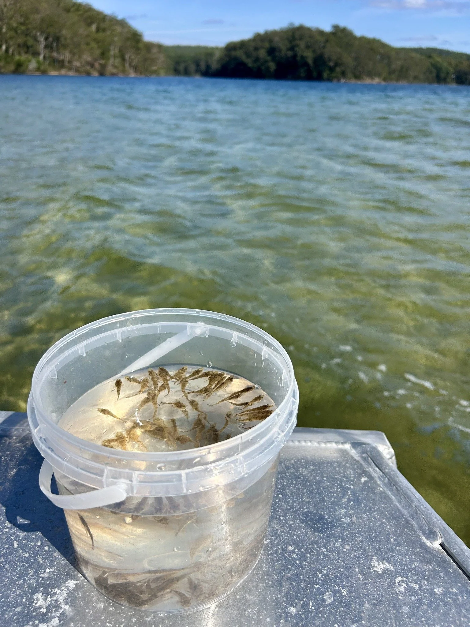 Flathead fingerlings