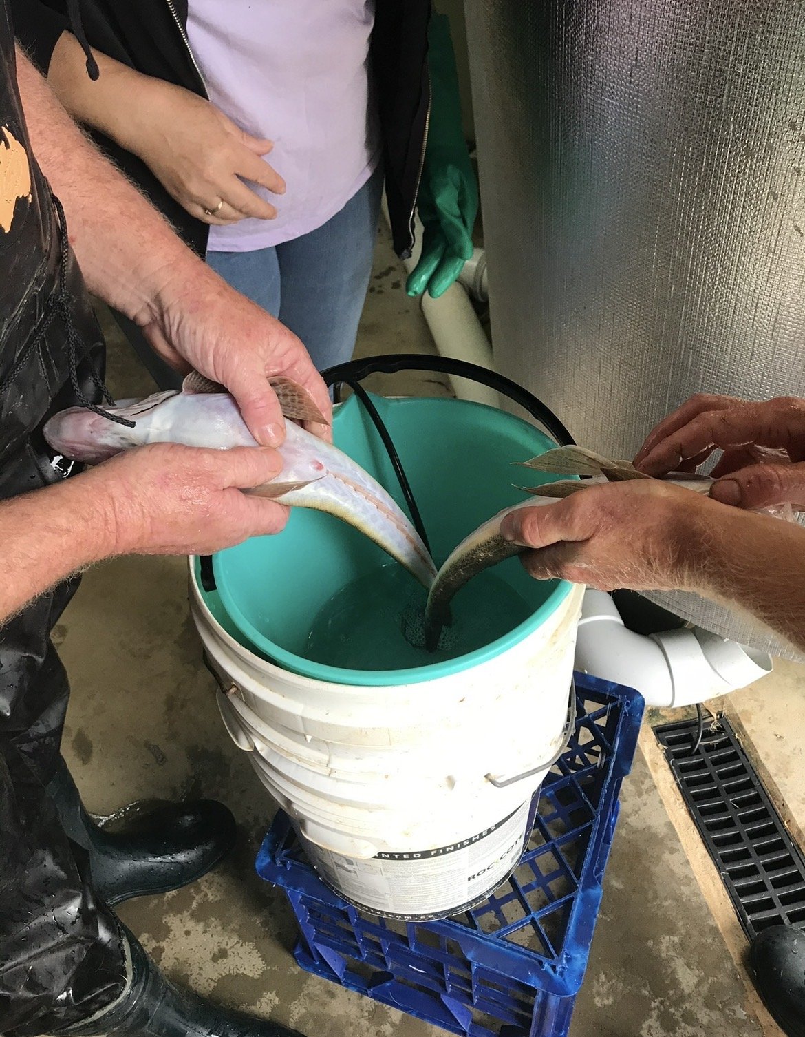 dusky flathead spawning process