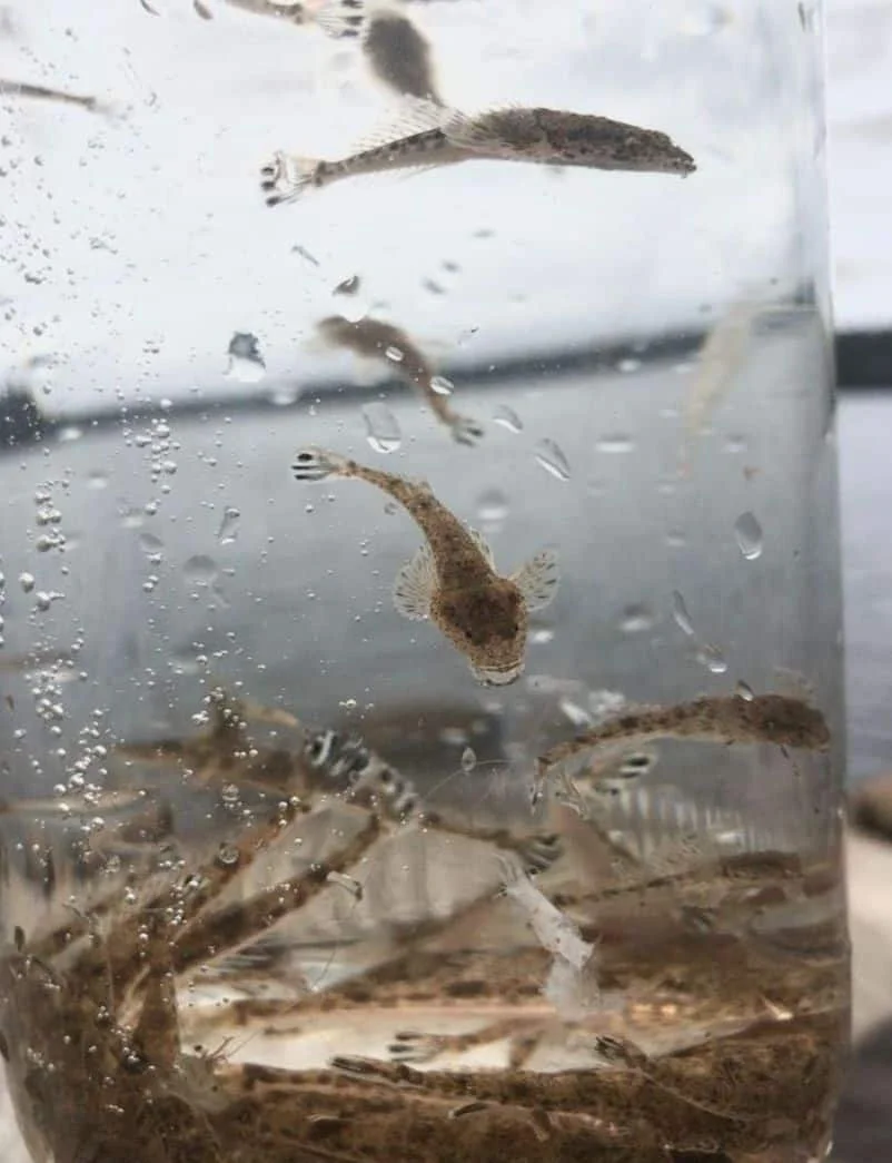 Dusky Flathead Restockings