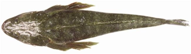 A Dusky Flathead with a brownish-green coloration and intact fins.