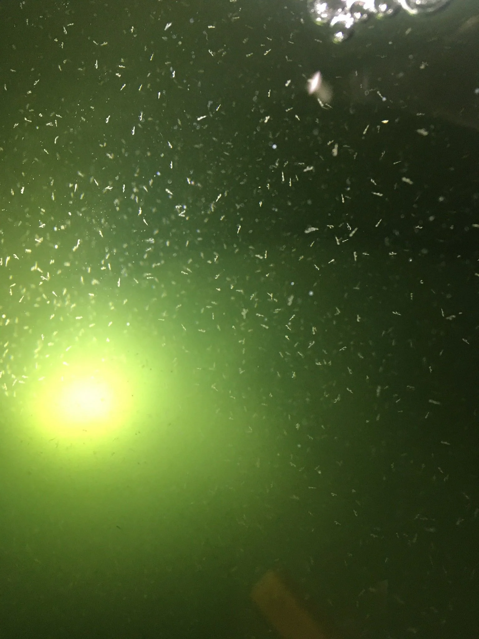 Fry in holding tanks