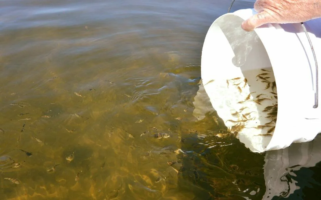 Flathead fingerlings released into waterway
