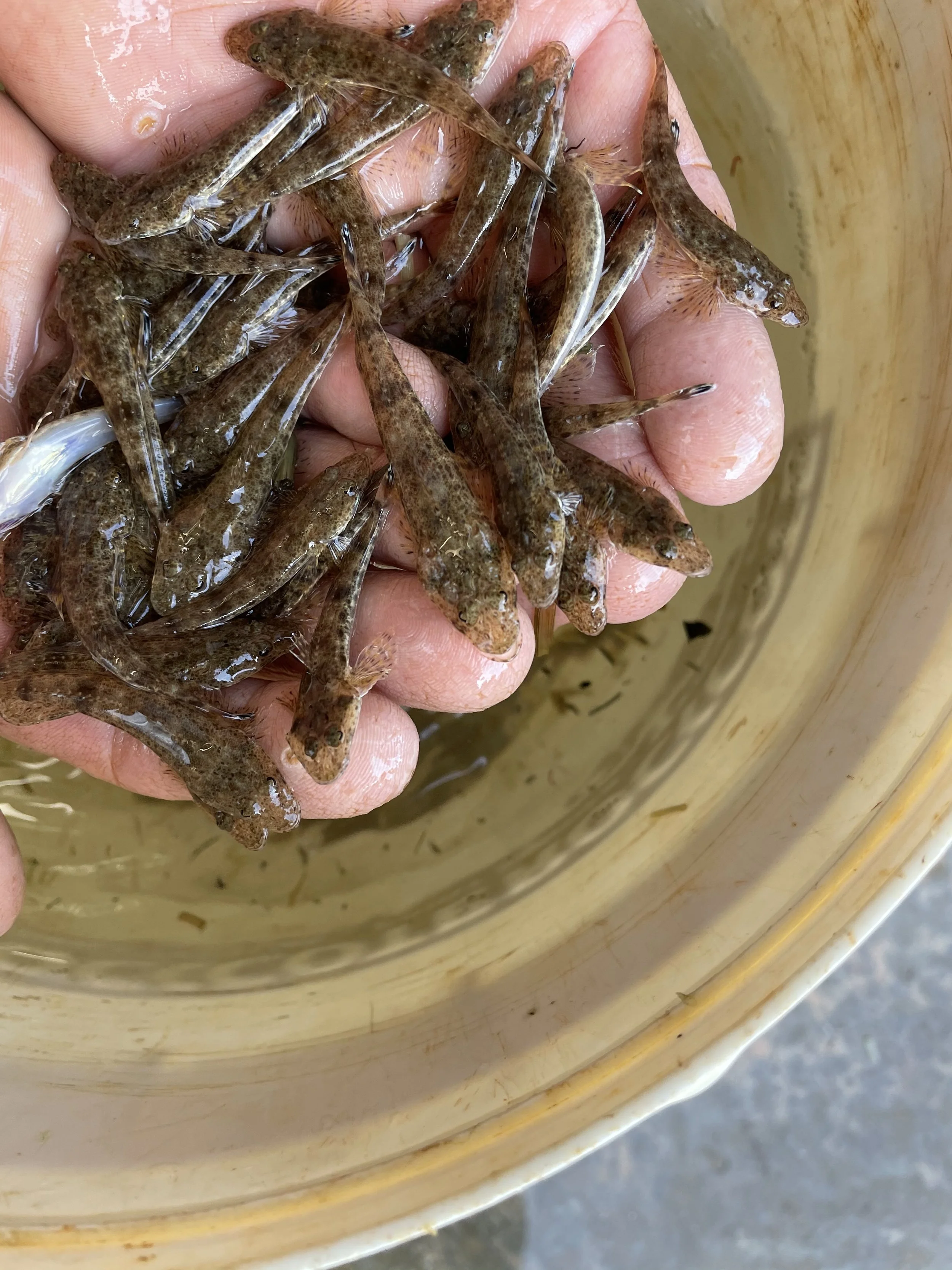 Dusky Flathead fingerlings