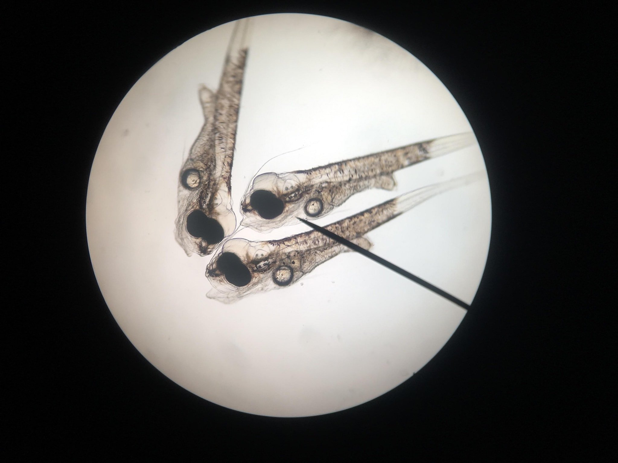 Fry under a microscope