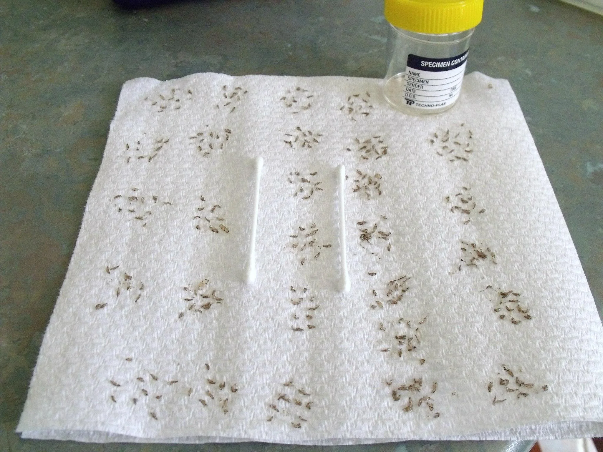 Fingerlings ready for Nodavirus testing