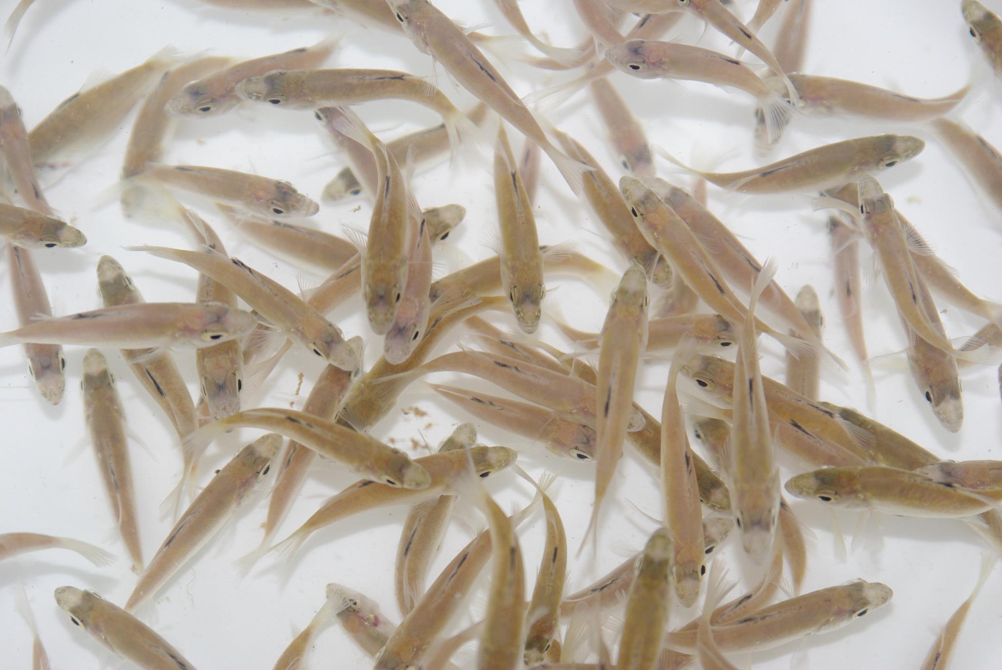 Estuary Perch Fingerlings