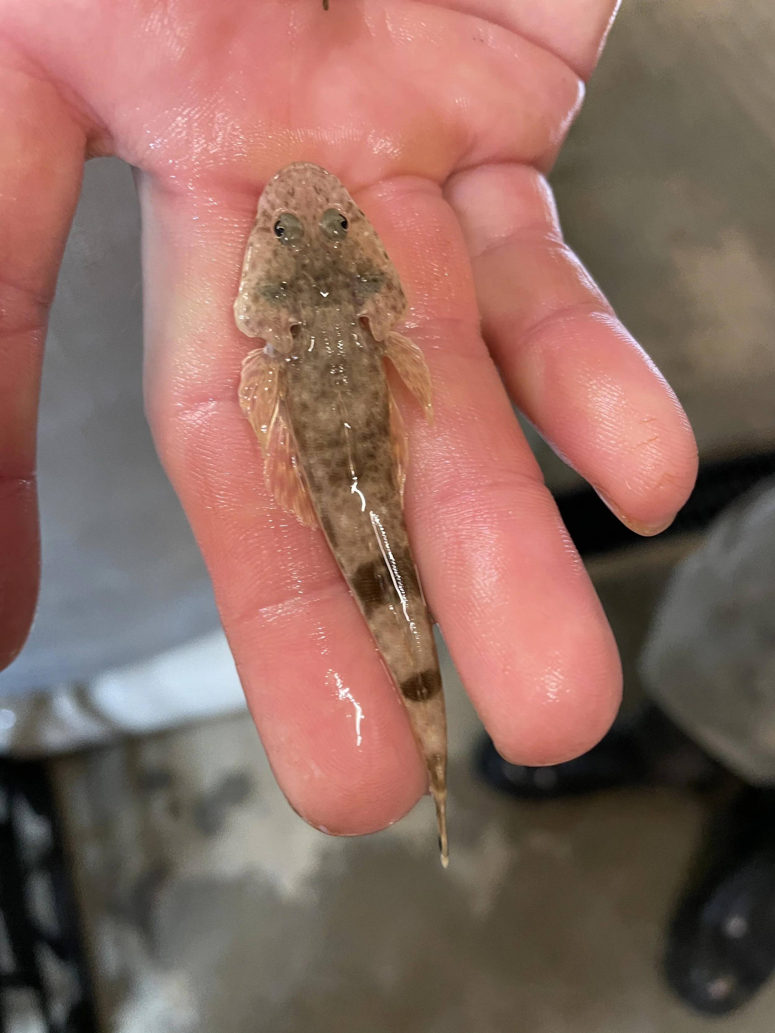 Dusky Flathead Fingerling