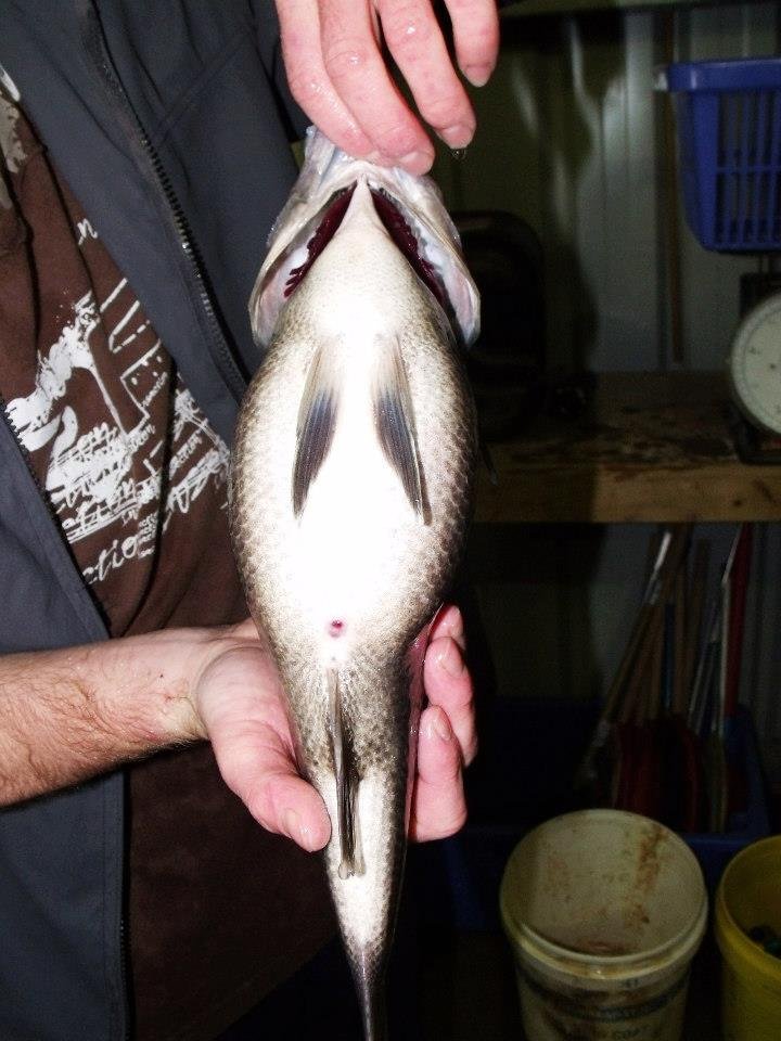 Australian Bass ready for spawning