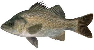 An Estuary Perch with a greenish-brown body, dark vertical stripes, and a large mouth.