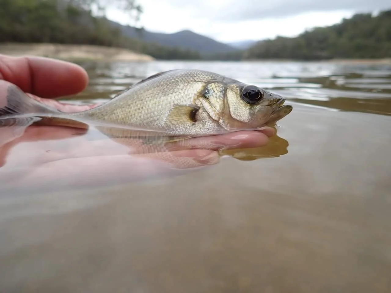Estuary Perch