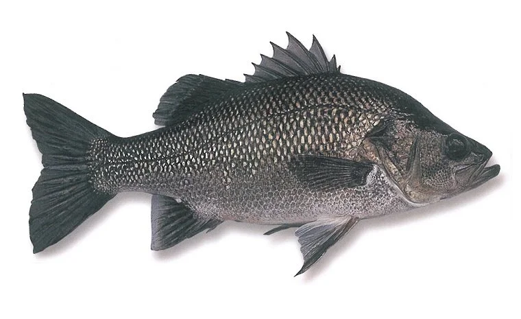 An Australian Bass