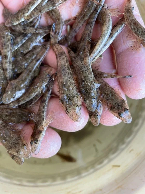 Dusky Flathead fingerlings