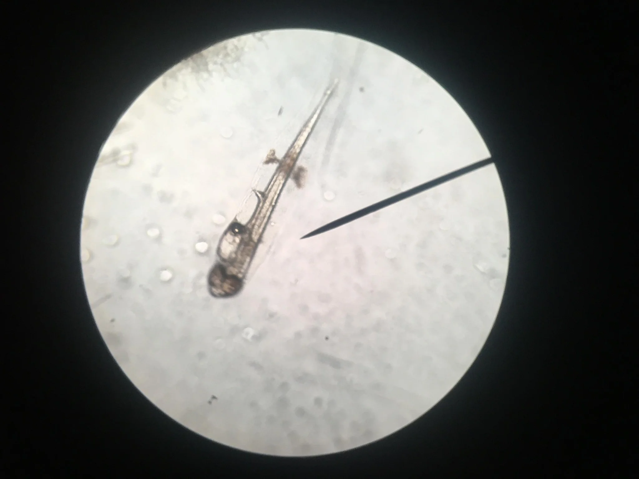 Fry under microscope