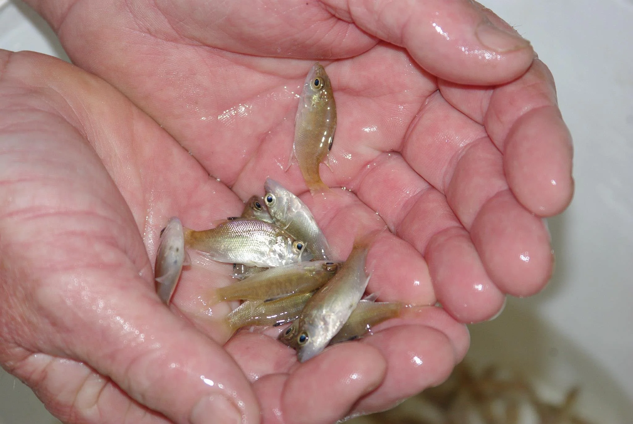 Estuary Perch fingerlings