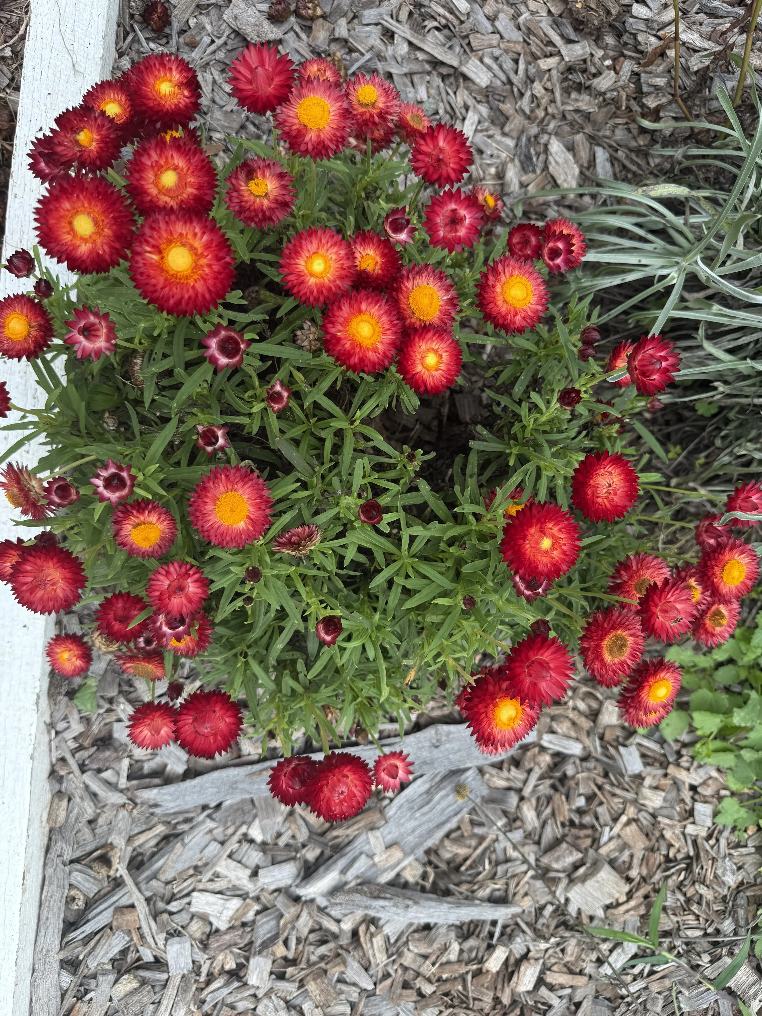 Paper Daisy (Xerochrysum bracteatum) Australian native flower with beautiful bright red papery blooms. 