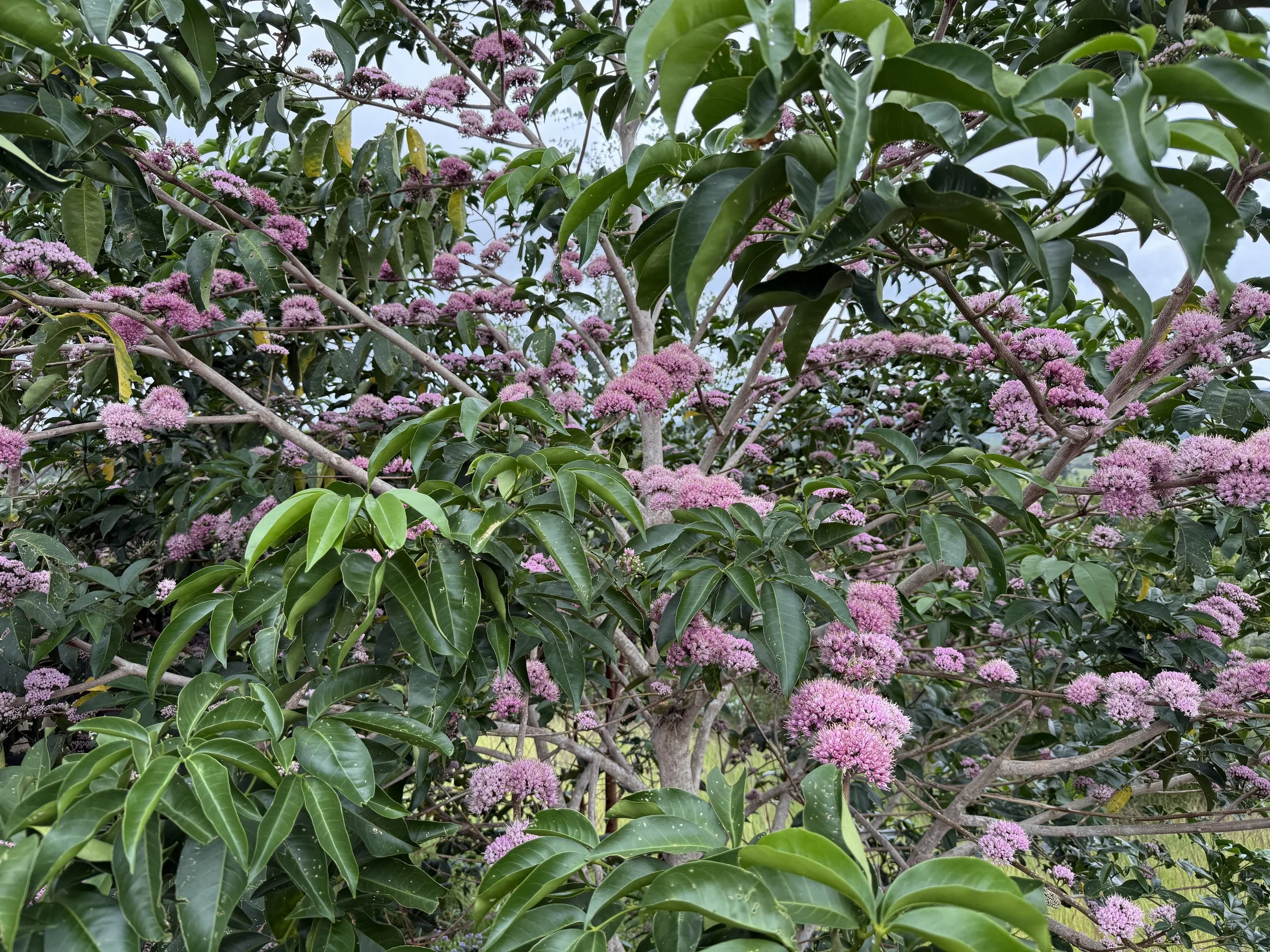  Pink euodia (Melicope elleryana), evergreen native tree with dense clusters of rose-pink pompom flowers along the branches. A natural host for the beautiful blue Ulysses and orchard swallowtail butterflies and for many native birds.