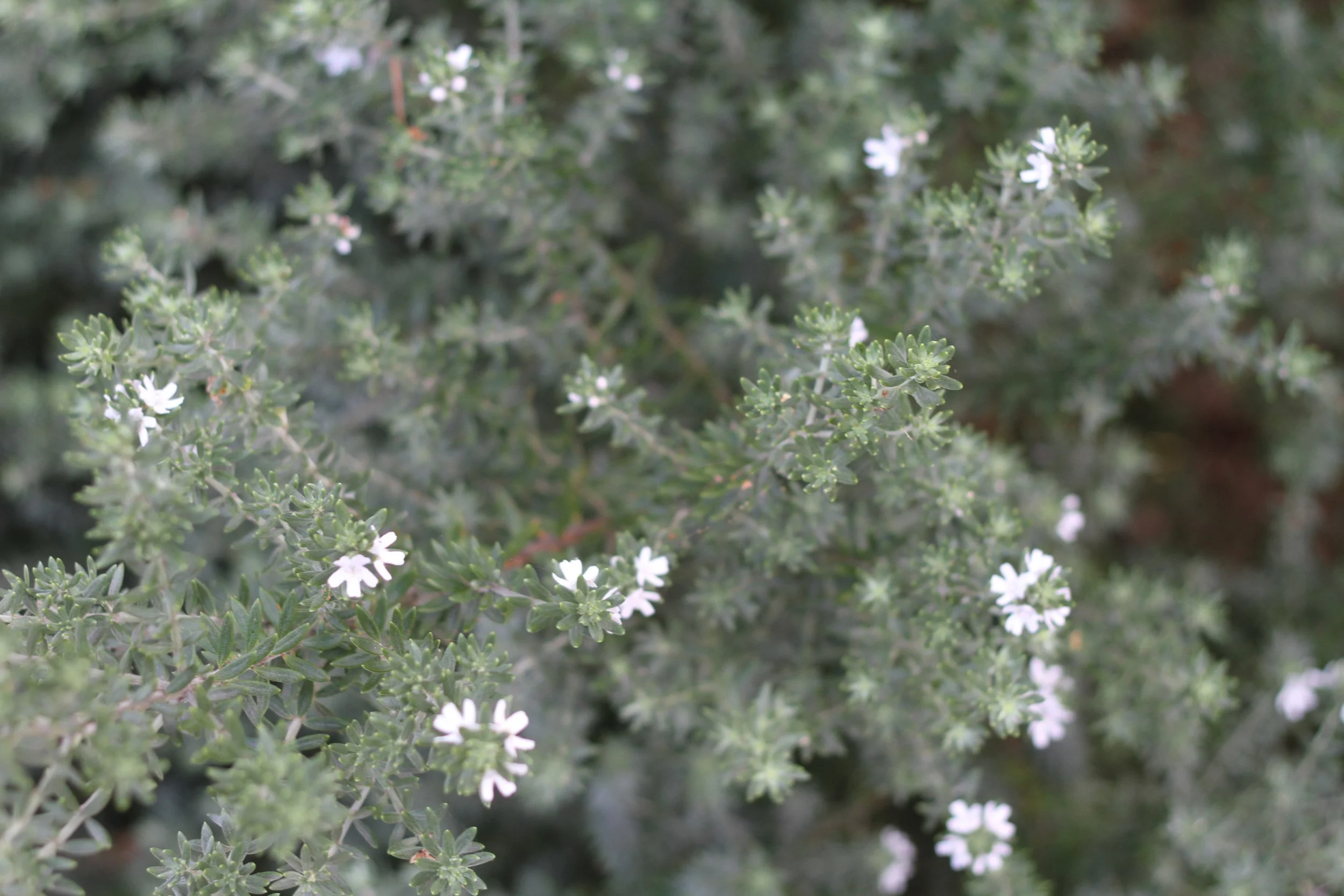 Westringia's delicate white flowers attract bees and birds