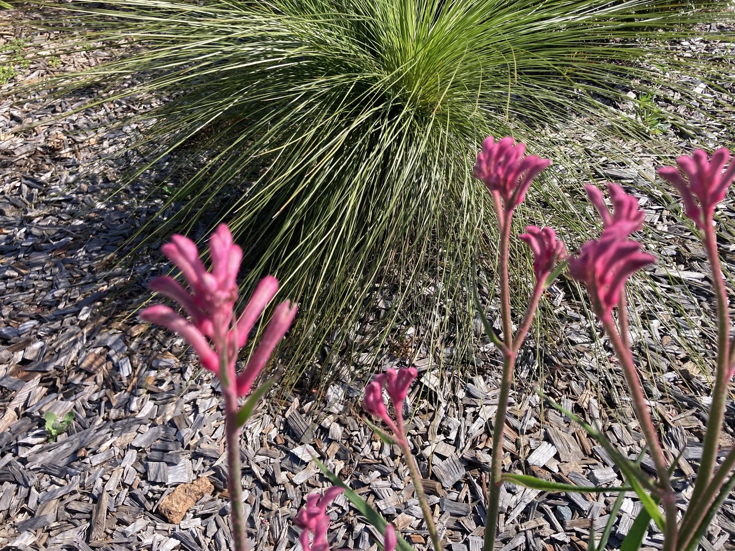 Bush Pearl kangaroo paw (Anigozanthos hybrid) and grass tree (Xanthorrhoea) in the background.