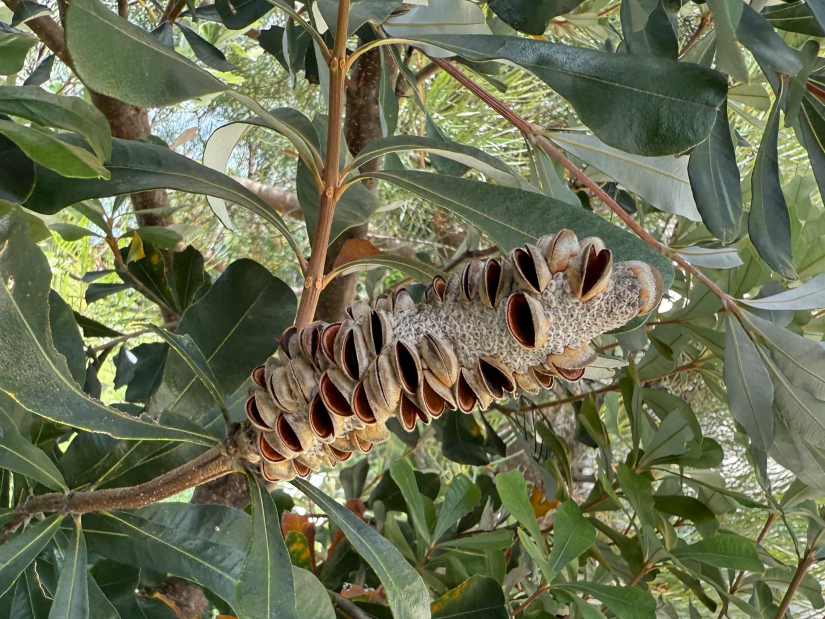 Seed pod of a Banksia. Nature's artwork that has inspired writers, such as May Gibbs. 