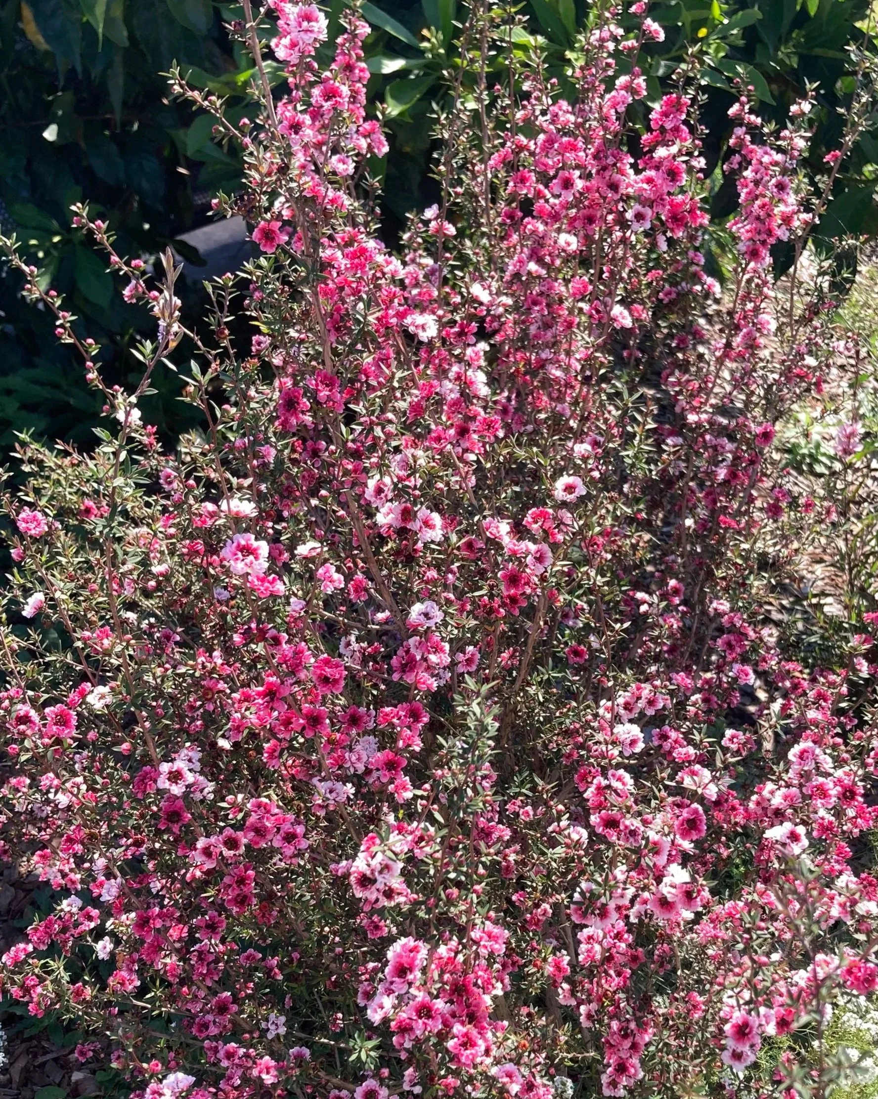 Leptospermum 'Ballerina' has abundant, frilly double flowers in shades of pink, plum, and white during spring and summer, attracting bees and birds. 