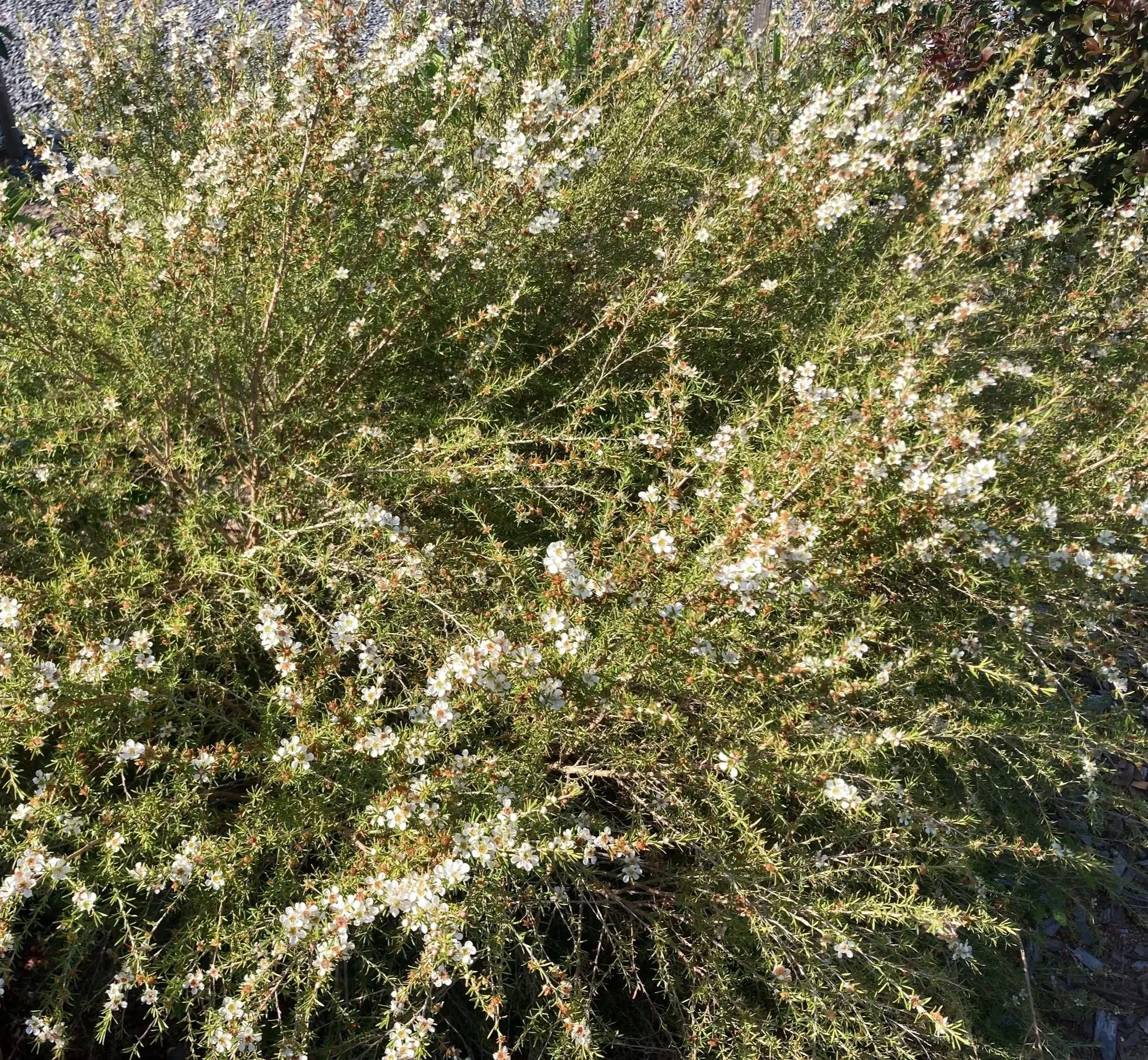 Leptospermum Pacific Beauty, delicate white flowers and pink buds and fine leaves with a natural weeping habit. A habitat plant for native birds, beneficial insects, and small mammals.
